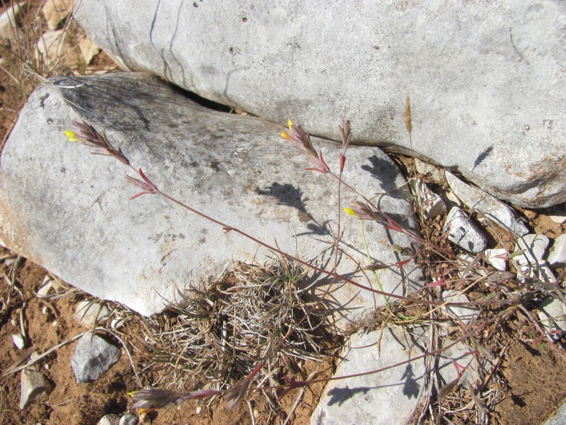 Odontitella virgata photo 6