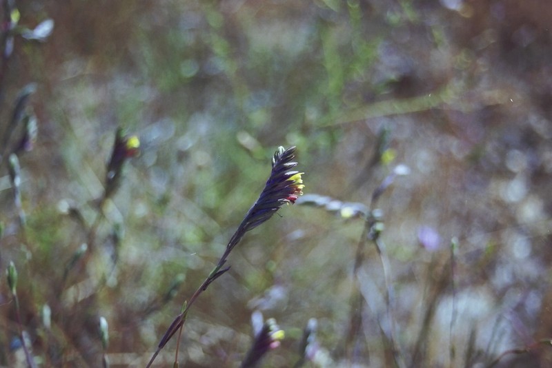 Odontitella virgata photo 7