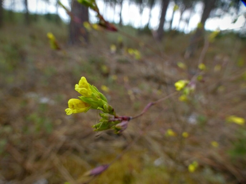 Odontitella virgata photo 8