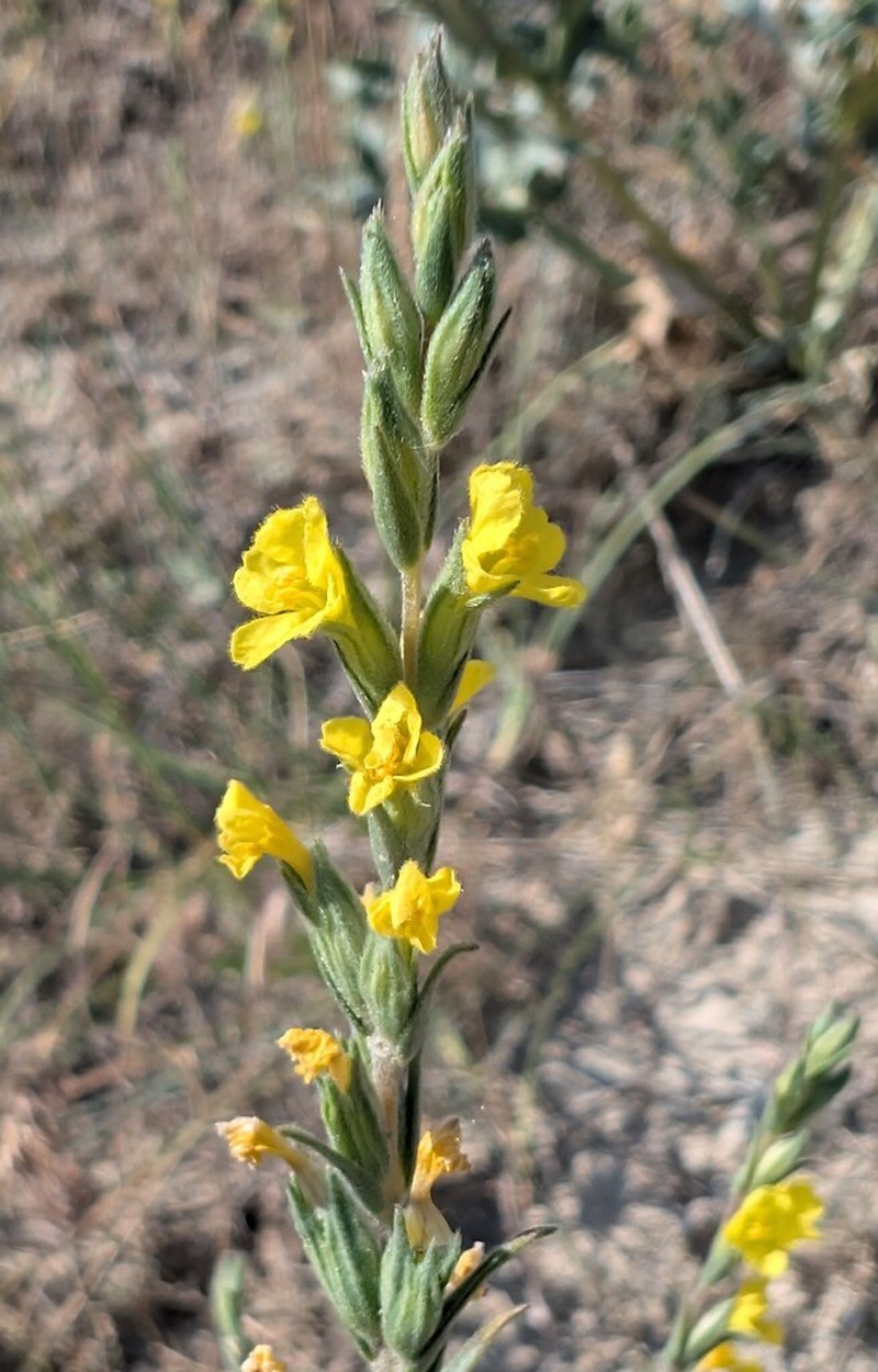Odontites aucheri