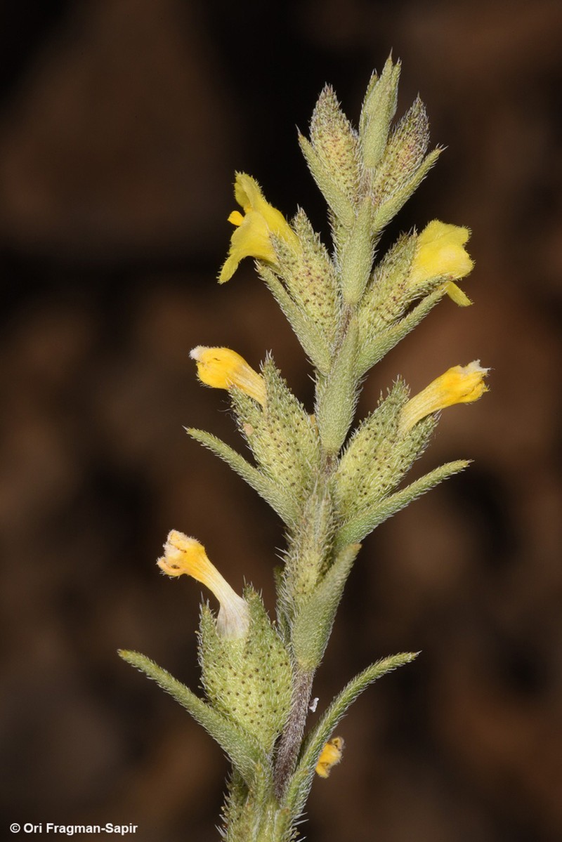 Odontites aucheri photo 2