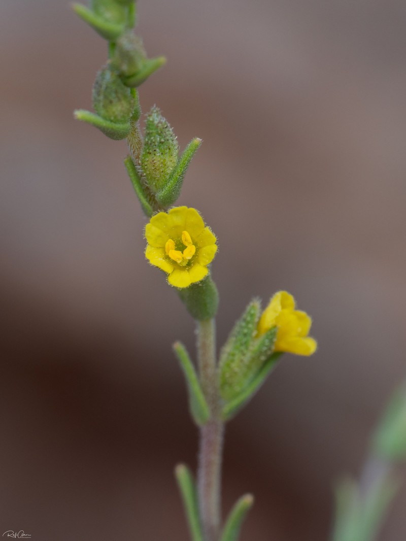 Odontites aucheri photo 3