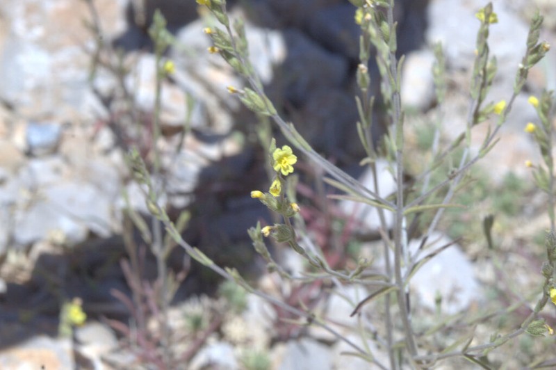 Odontites aucheri photo 4