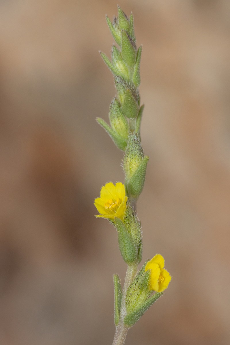 Odontites aucheri photo 5