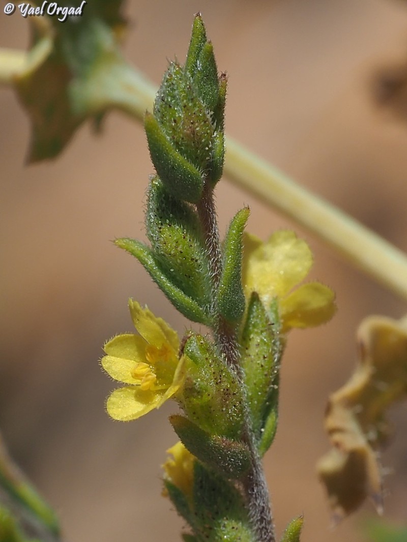 Odontites aucheri photo 6