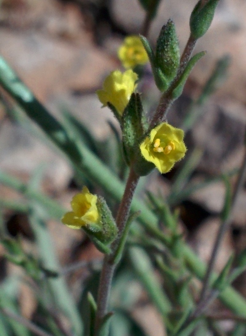 Odontites aucheri photo 8