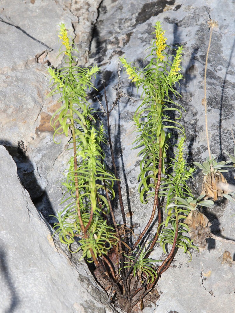 Odontites bocconei