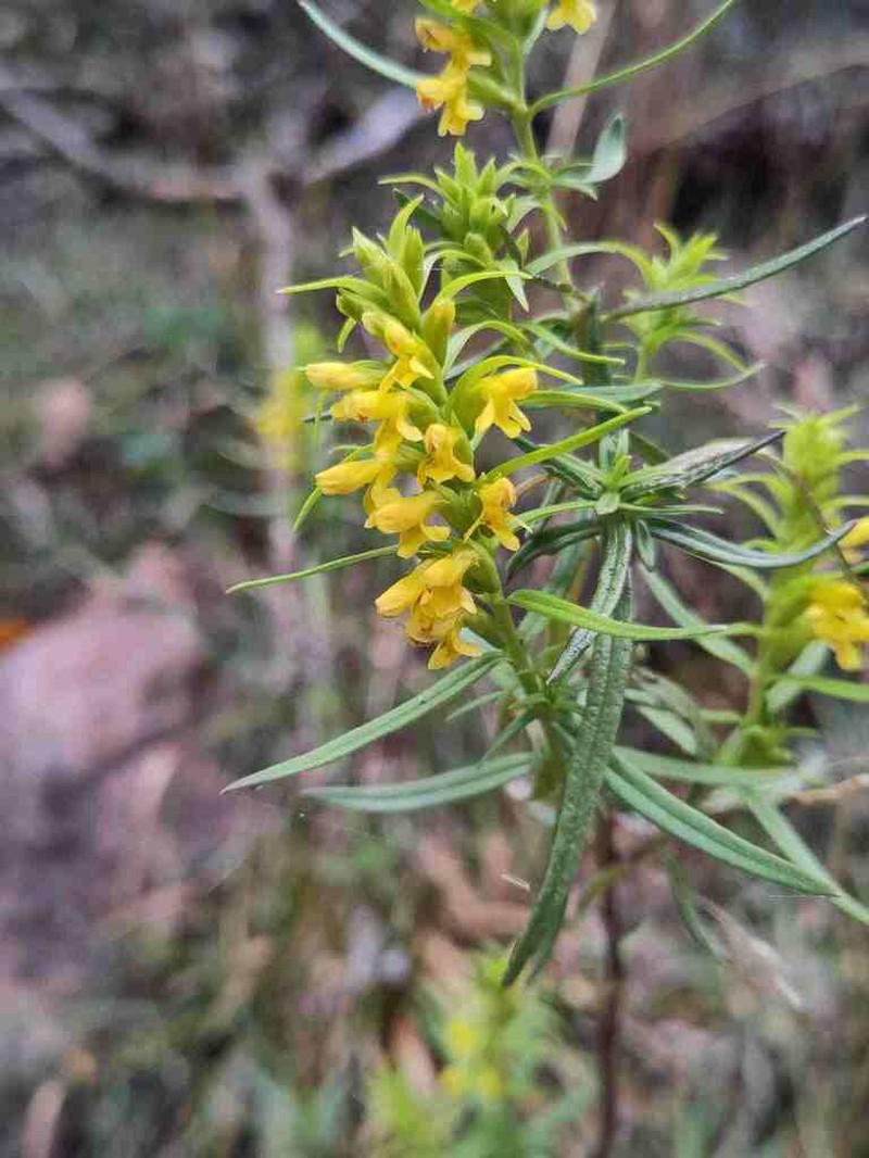 Odontites bocconei photo 2
