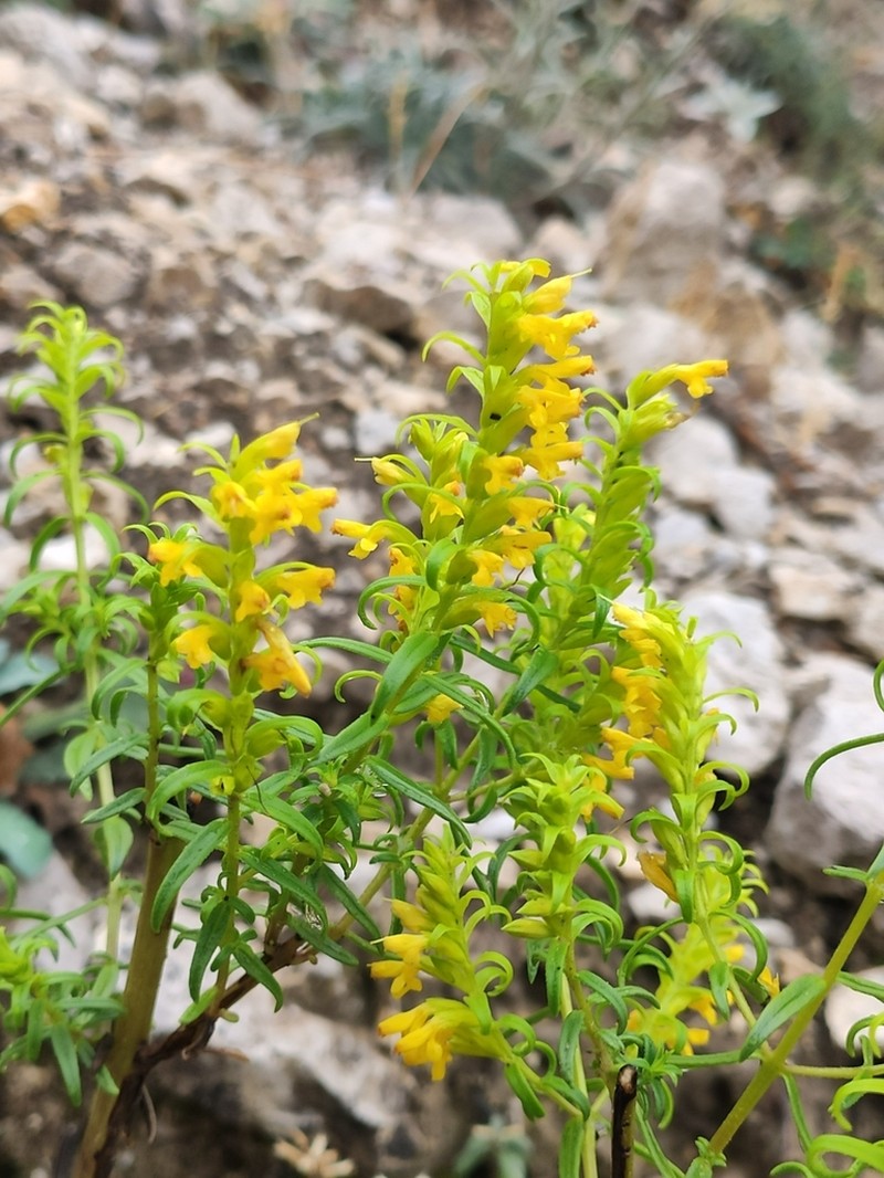 Odontites bocconei photo 3