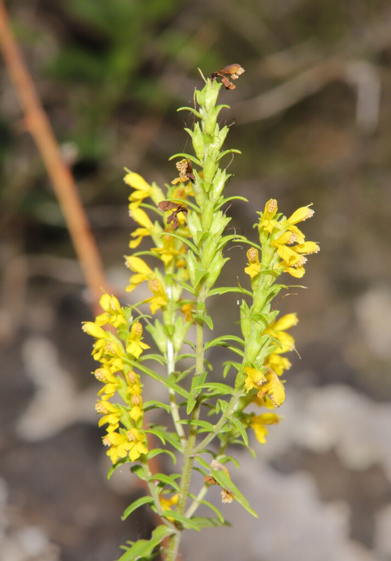 Odontites bocconei photo 4