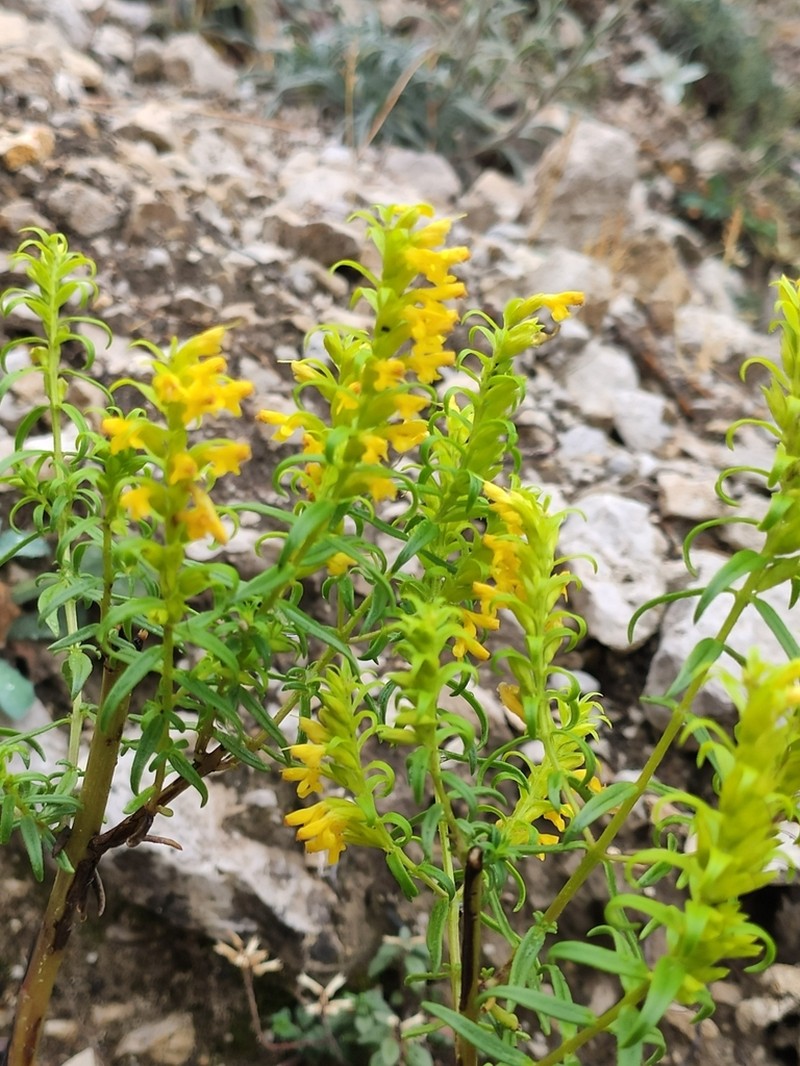 Odontites bocconei photo 5