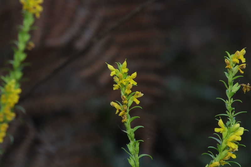 Odontites bocconei photo 6