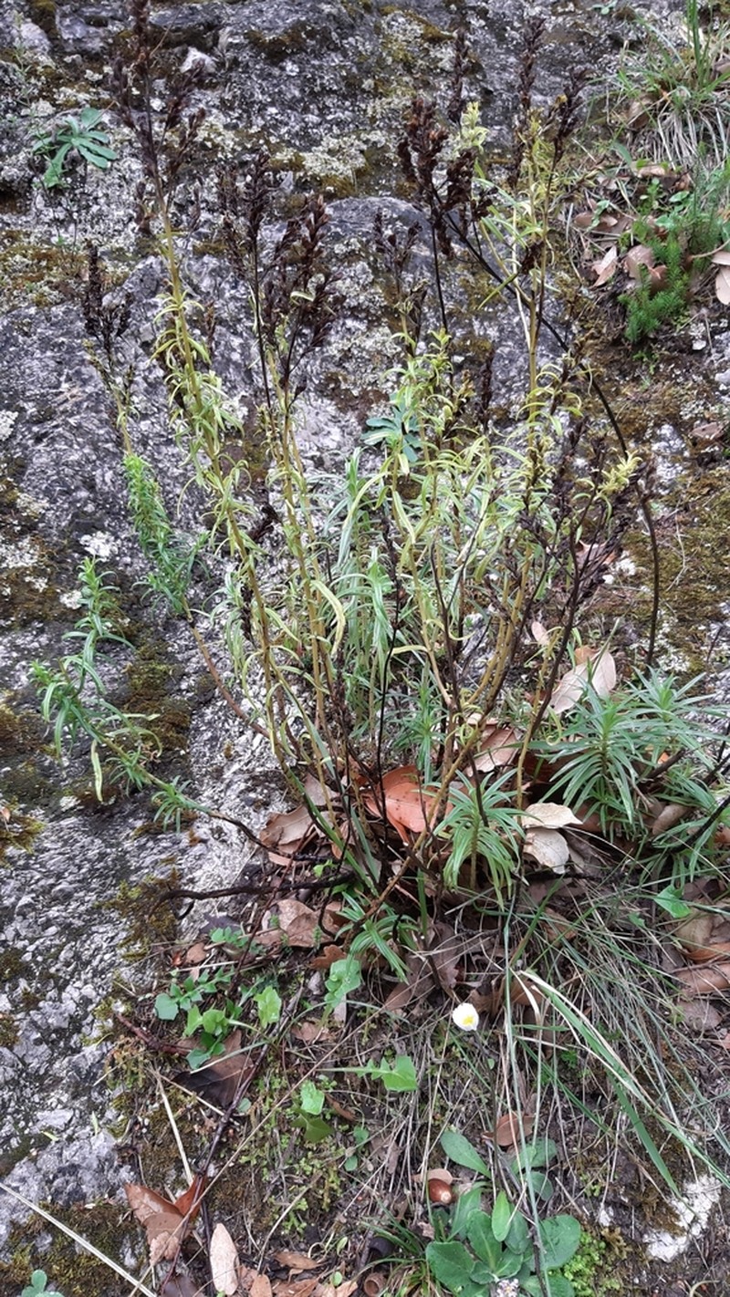 Odontites bocconei photo 7