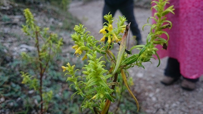 Odontites bocconei photo 8