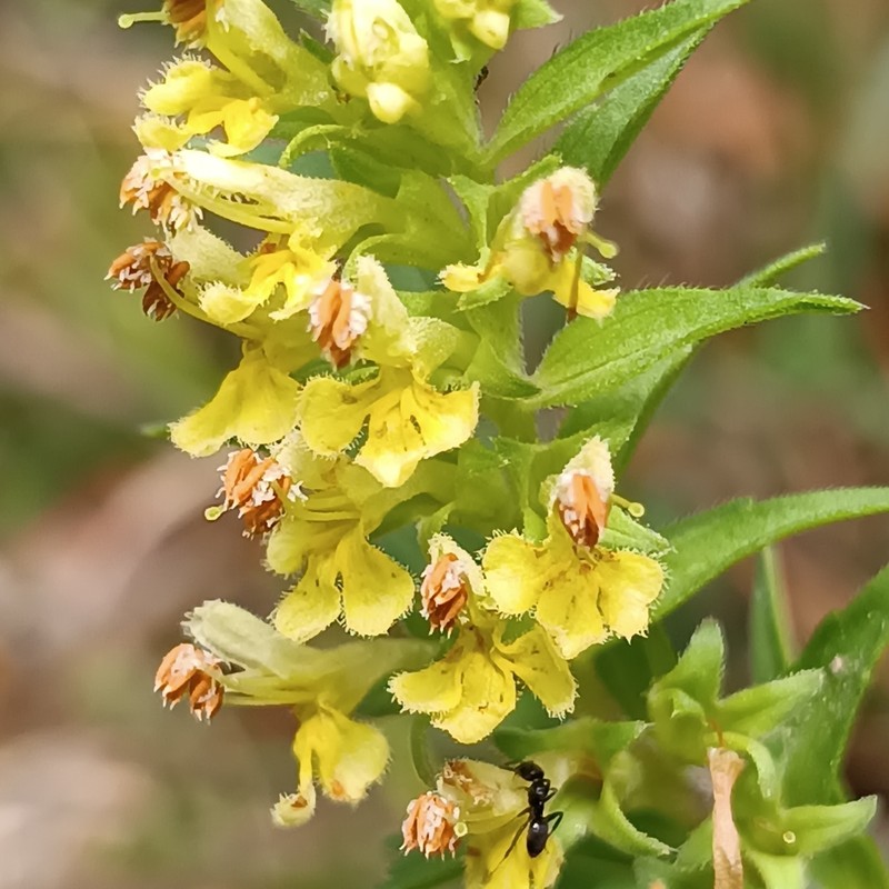 Odontites cebennensis