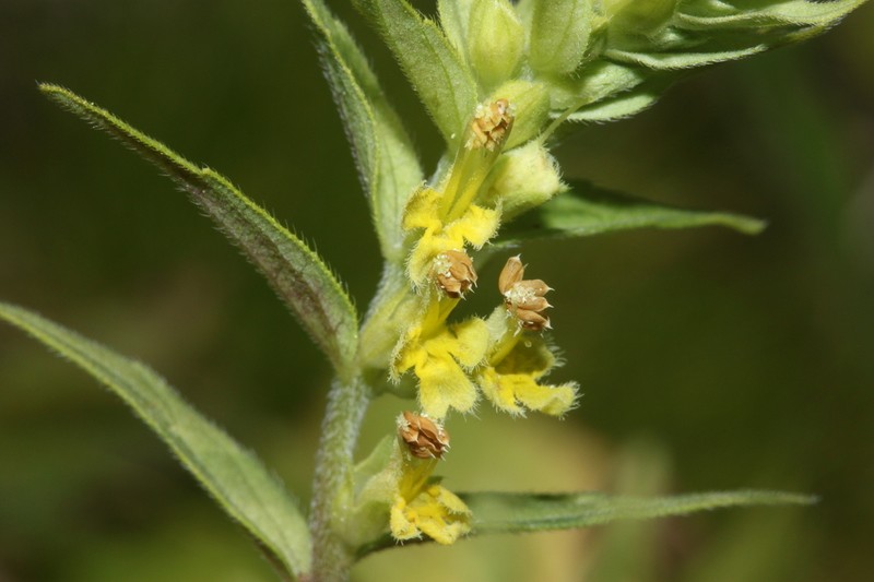 Odontites cebennensis photo 2