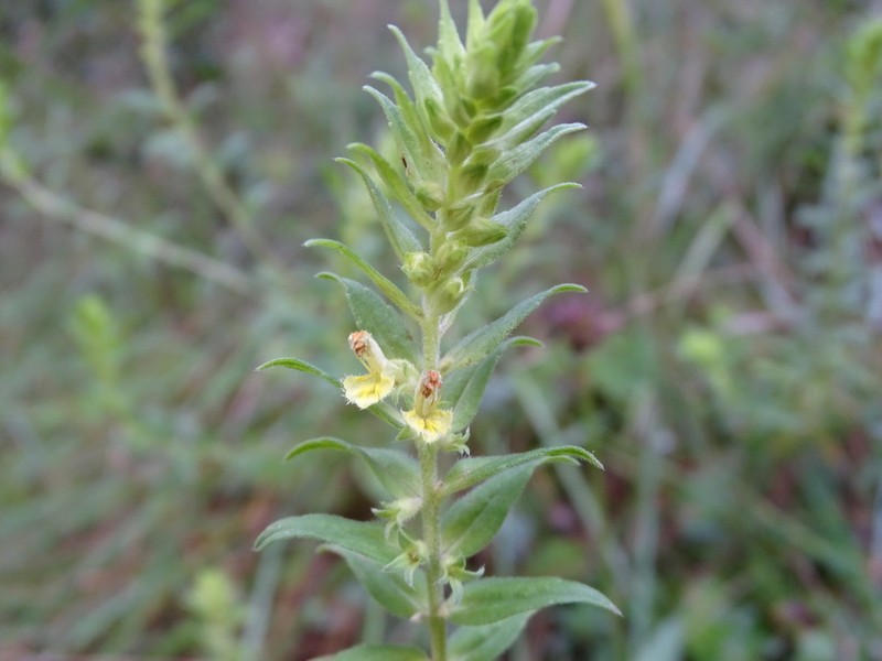 Odontites cebennensis photo 4