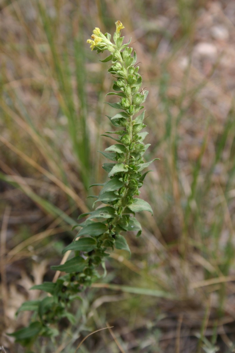 Odontites cebennensis photo 5