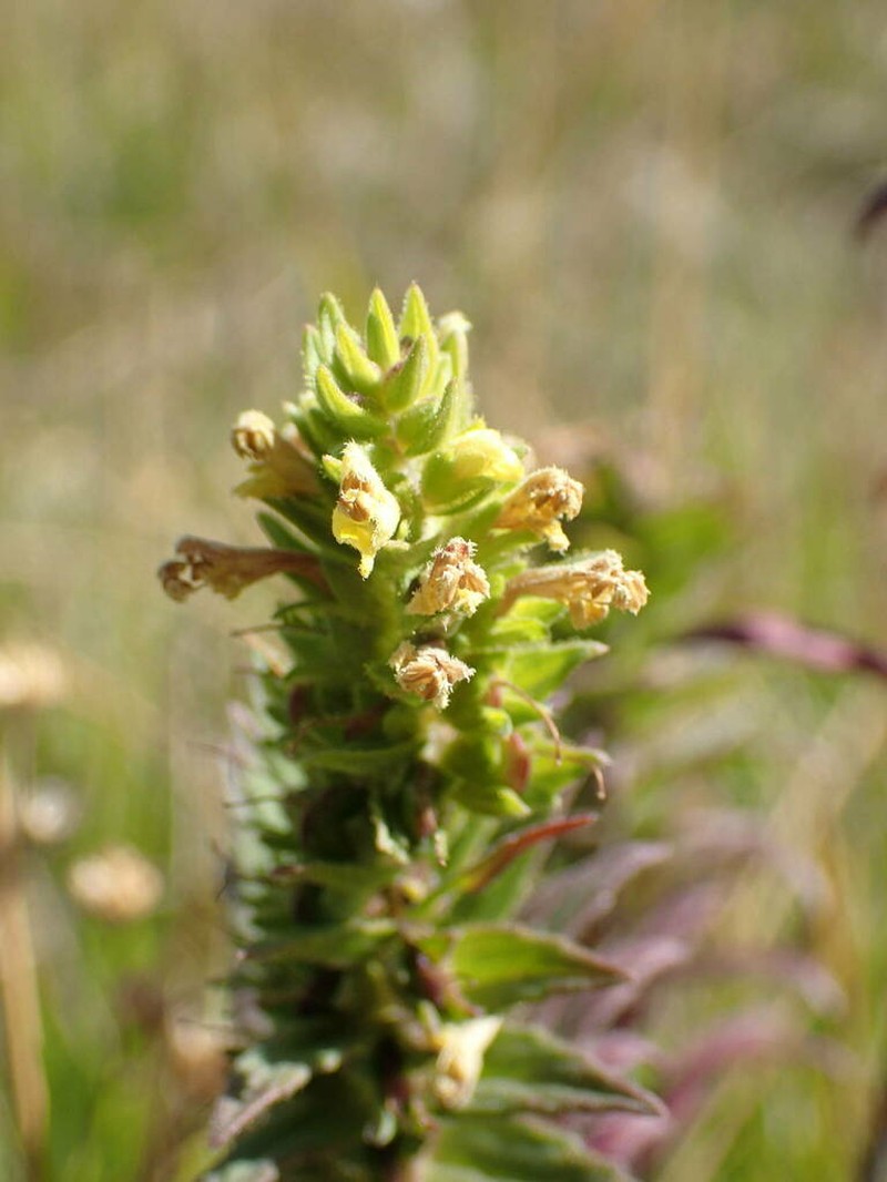 Odontites cebennensis photo 6