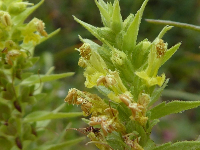 Odontites cebennensis photo 7