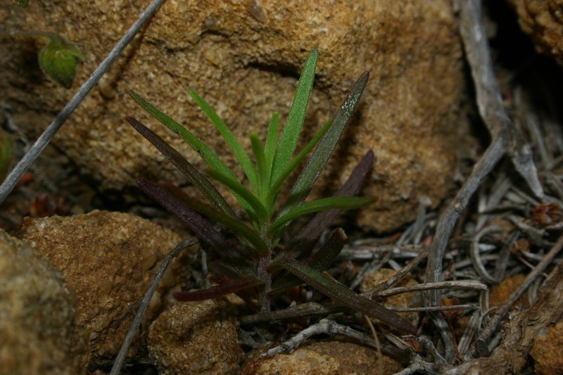 Odontites citrinus