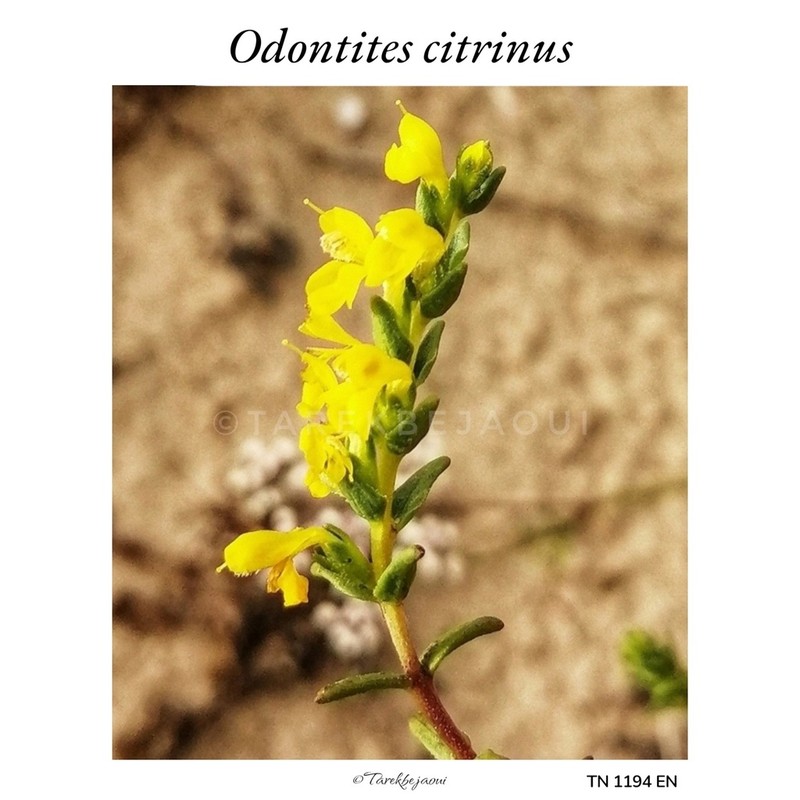 Odontites citrinus photo 2