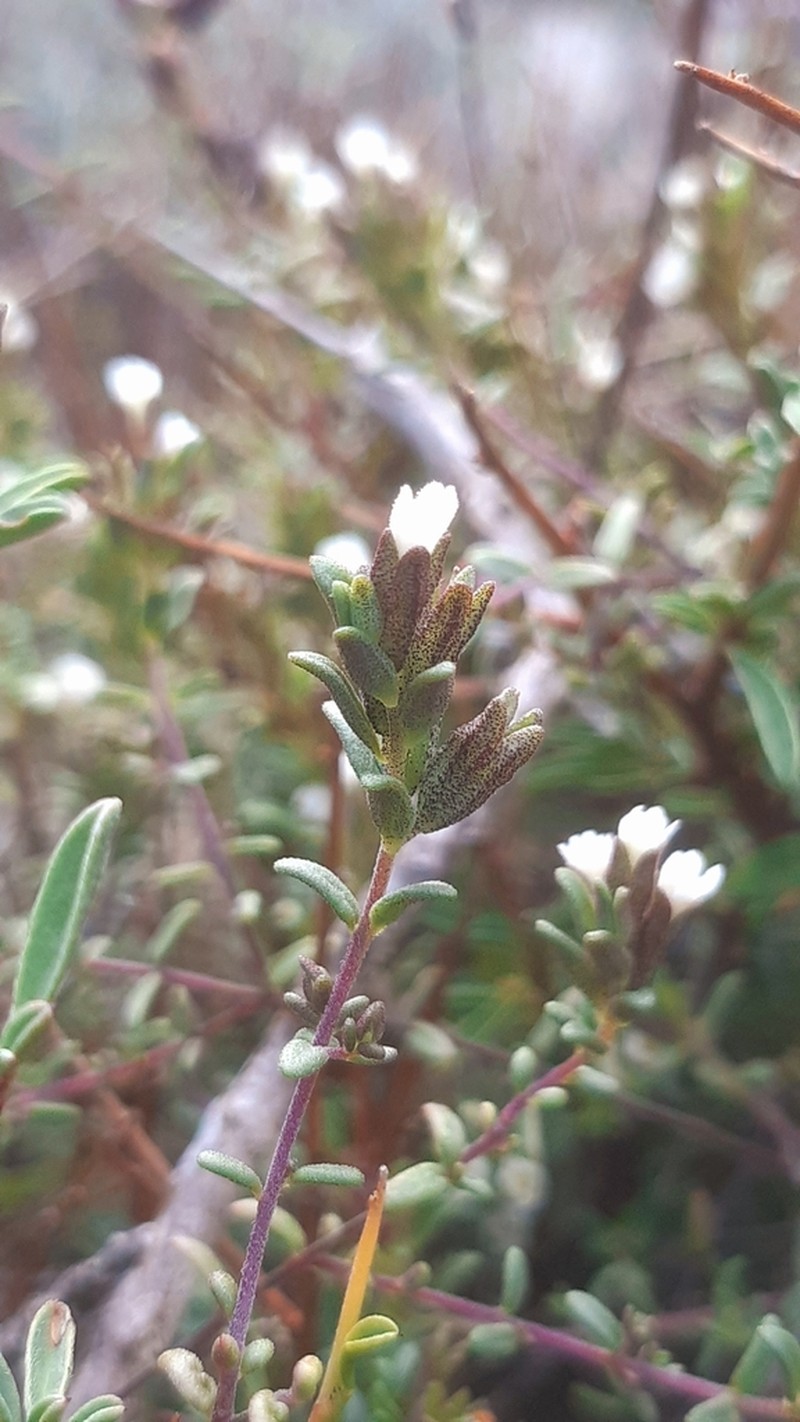 Odontites corsicus
