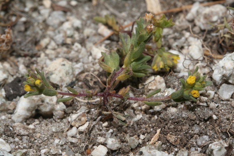 Odontites corsicus photo 2