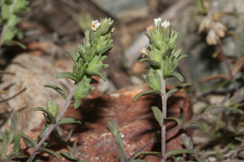 Odontites corsicus photo 3