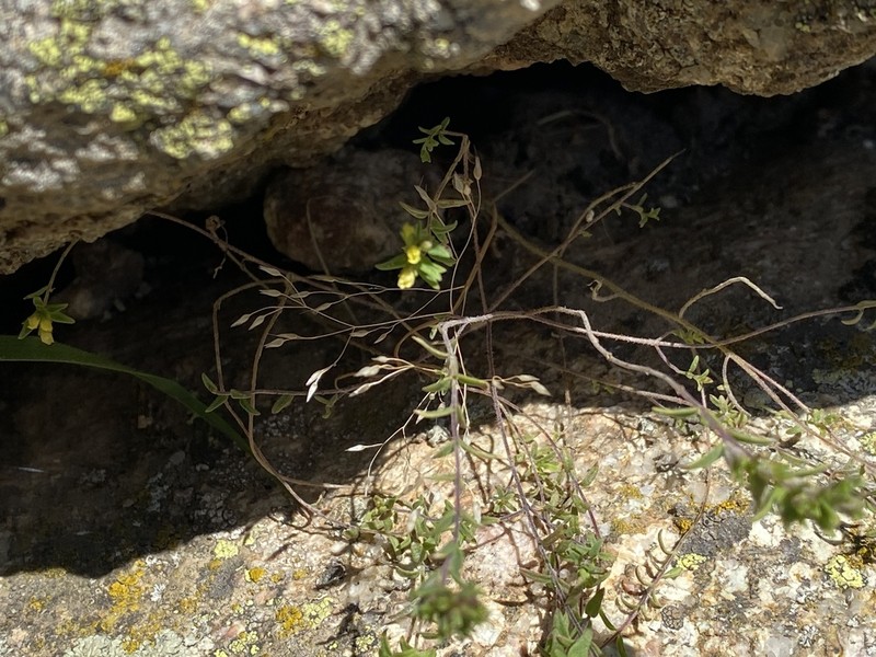 Odontites corsicus photo 4