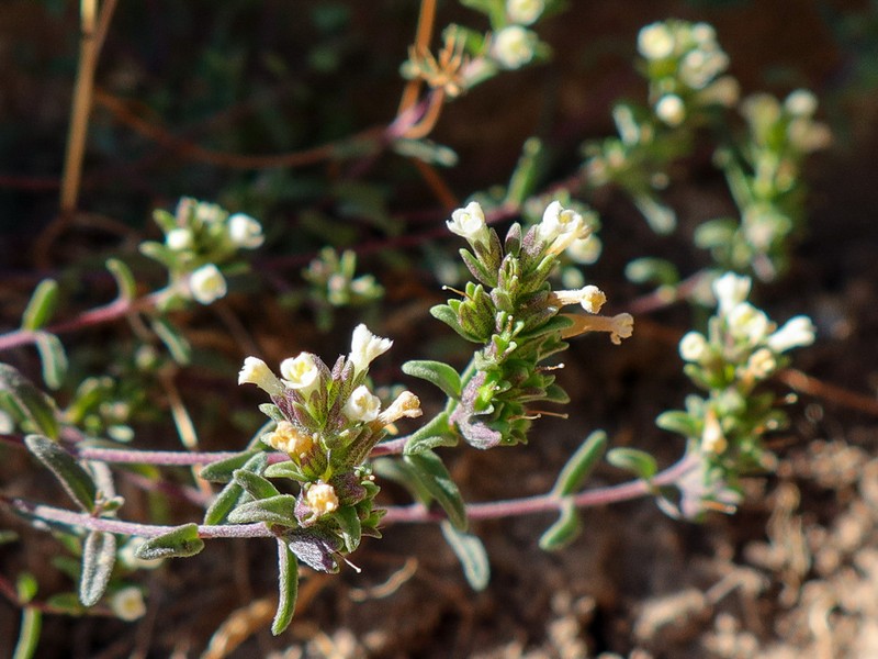 Odontites corsicus photo 5