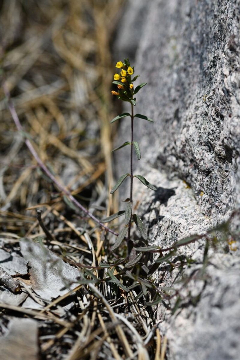 Odontites corsicus photo 8