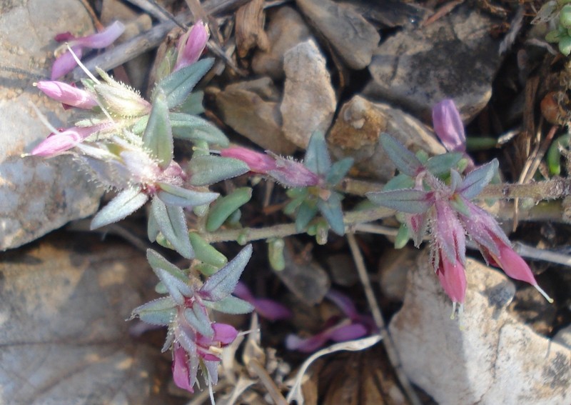 Odontites discolor