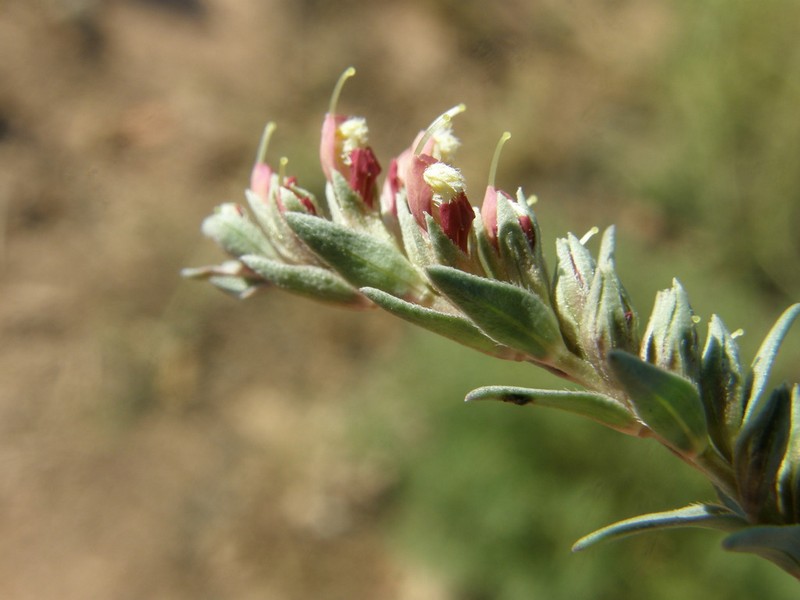 Odontites discolor photo 2