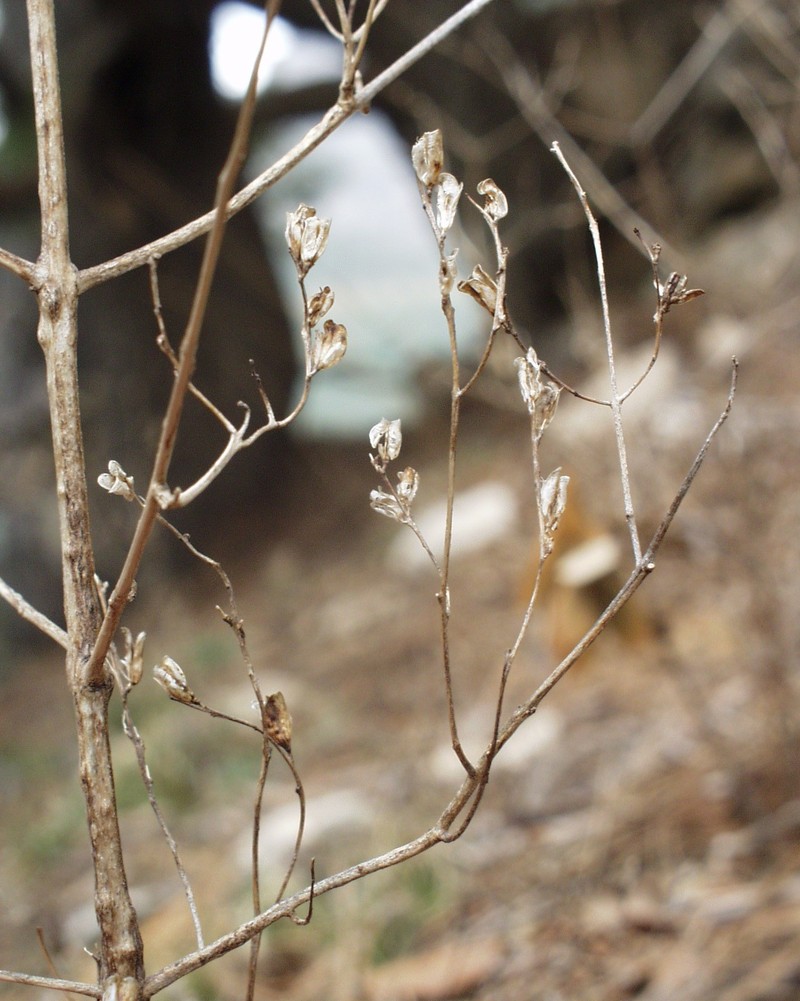Odontites discolor photo 5