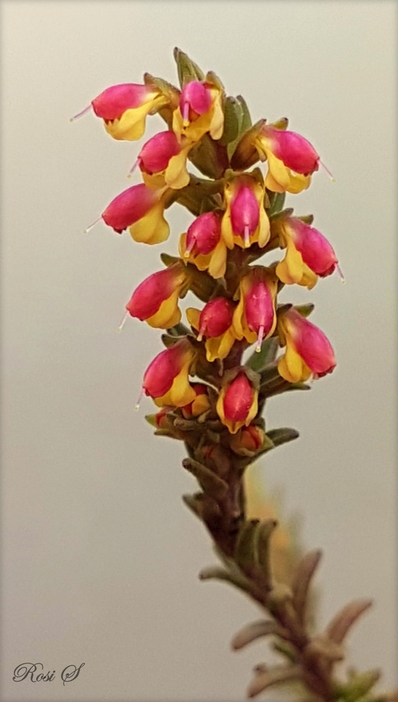 Odontites foliosus