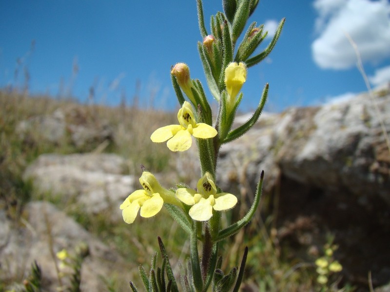Odontites glutinosus photo 2