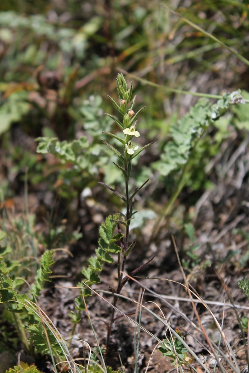 Odontites glutinosus photo 3