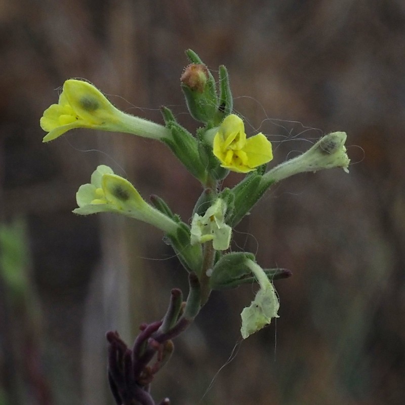 Odontites glutinosus photo 5