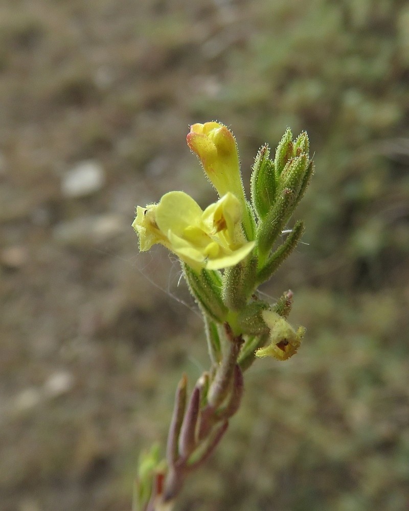 Odontites glutinosus photo 7