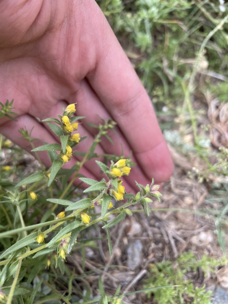 Odontites granatensis photo 3