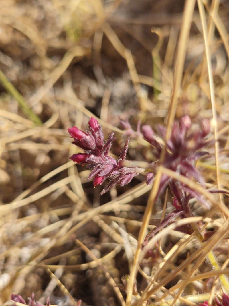 Odontites granatensis photo 4