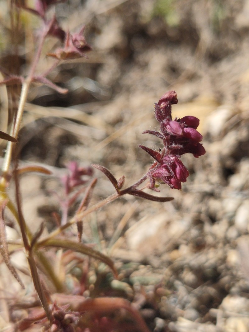 Odontites granatensis photo 5