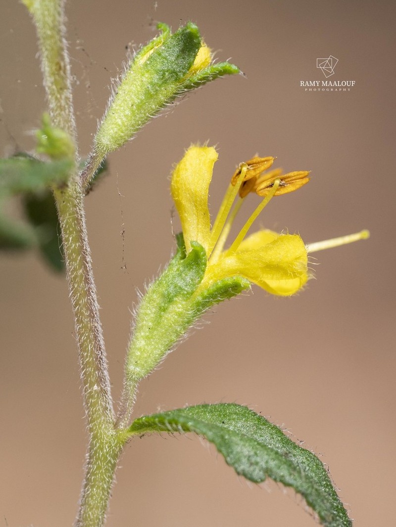 Odontites hispidulus