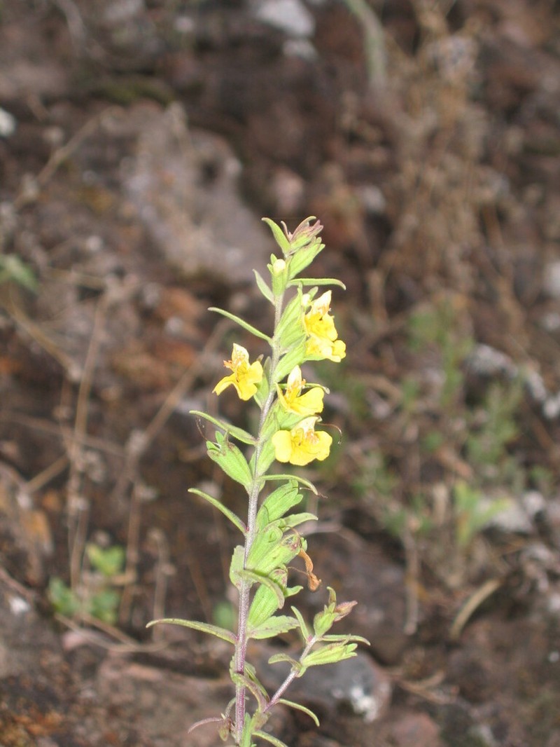 Odontites hollianus