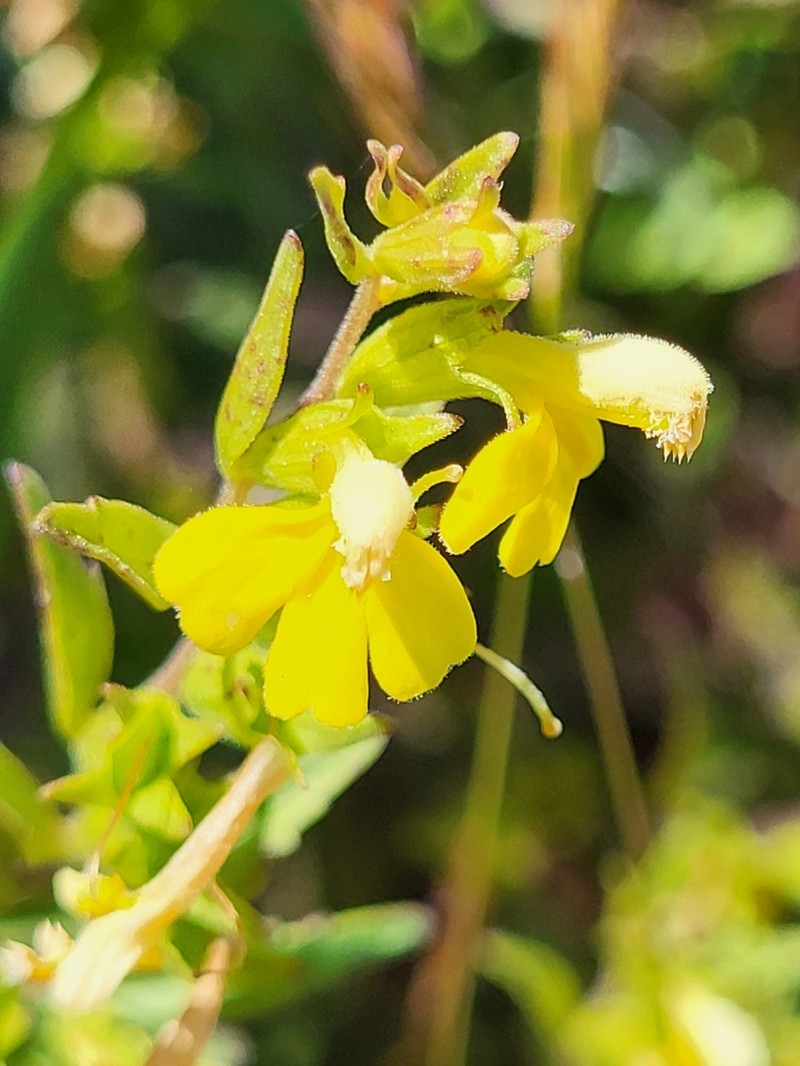 Odontites hollianus photo 2