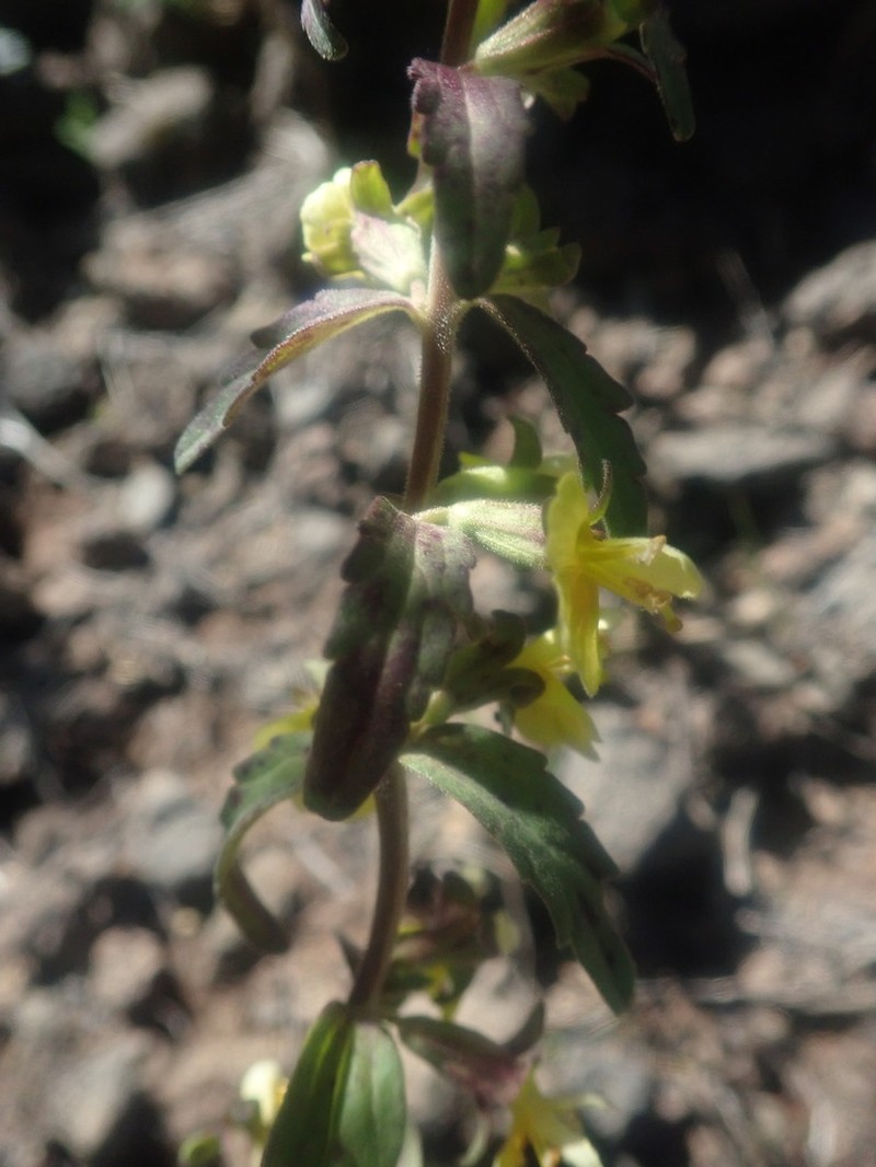 Odontites hollianus photo 5
