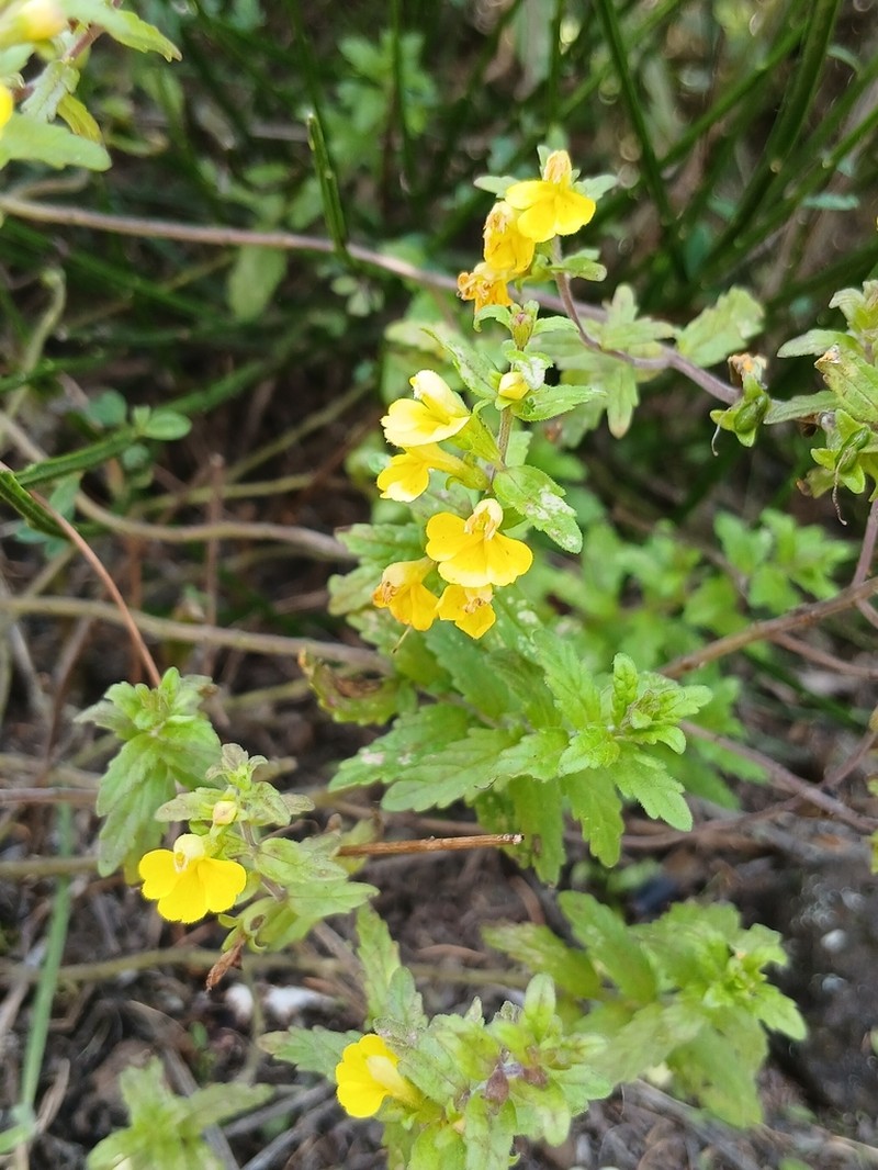 Odontites hollianus photo 8