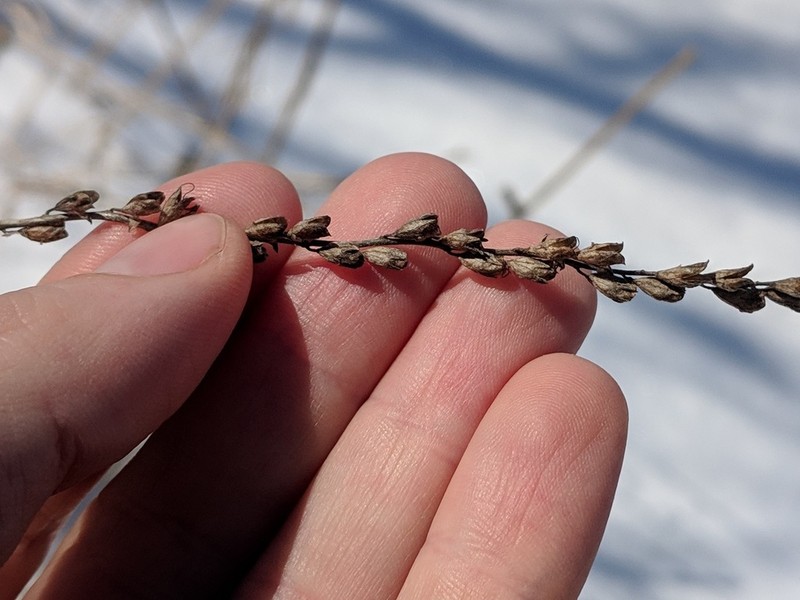 Odontites jaubertianus photo 2