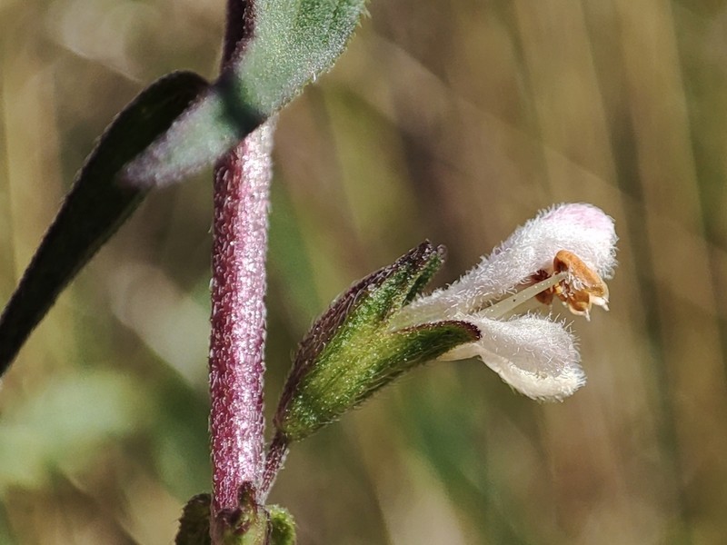 Odontites jaubertianus photo 3